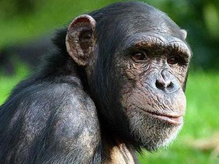 شامپانزه