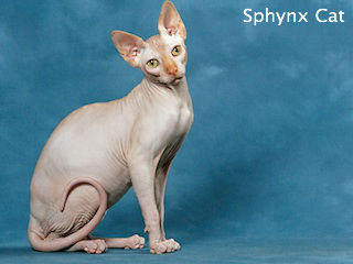 گربه اسفینکس