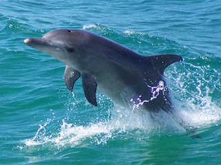 دولفین