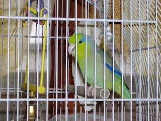 پرنده نگهداری