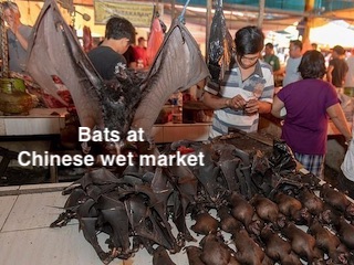 خفاش خوراکی