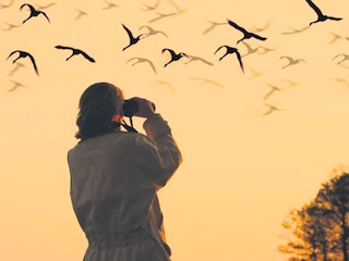 تماشای پرندگان