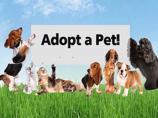 پذیرش حیوان خانگی