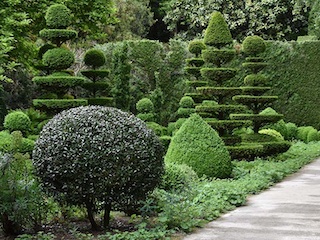 شکل دادن درخت