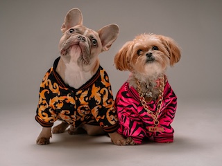 لباس حیوانات خانگی