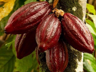 درخت کاکائو