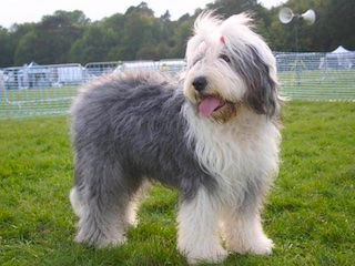 سگ نژاد شیپ