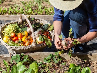 باغچه سبزیجات