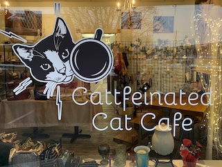 کافه گربه‌ها