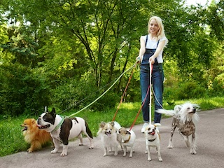 راه بردن سگ‌ها