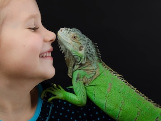 ایگوانا خانگی