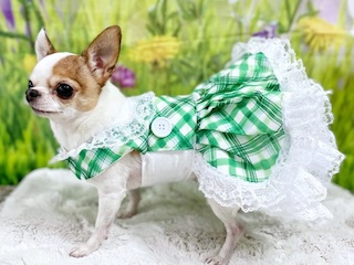 لباس حیوانات