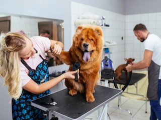 آرایشگر سگ