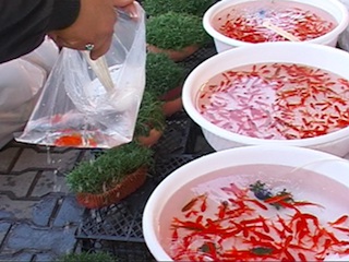 ماهی قرمز نوروز